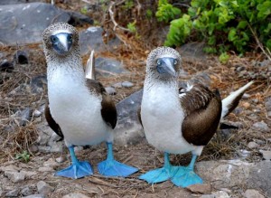 Blue-footed-booby